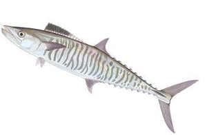 Narrowbarred Mackerel