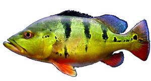 Peacock Bass (Tucunaré Intermedia)