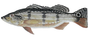 Peacock Bass (Tucunaré Temensis)