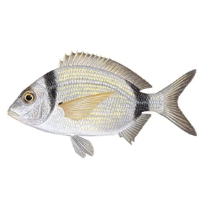 Common Two-Banded Seabream