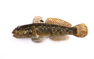 Round Goby
