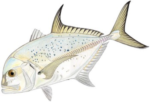 Blue Spotted Trevally