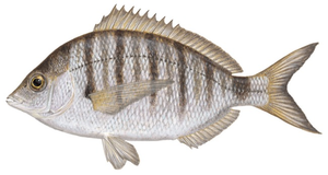 Common Two-banded Seabream
