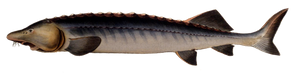 Beluga Sturgeon (European Sturgeon)