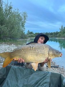 Common Carp
