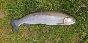 Rainbow Trout