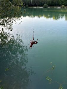 Écrevisse à taches rouges