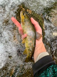 Brown Trout