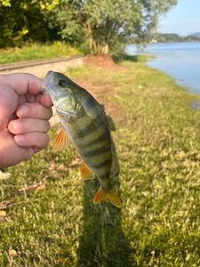 European Perch
