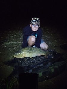 Common Carp