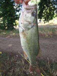Largemouth Bass
