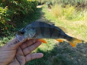 European Perch