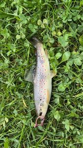 Brown Trout