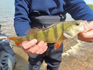 European Perch