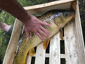 Common Carp