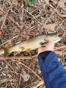 Brown Trout