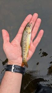 Brown Trout