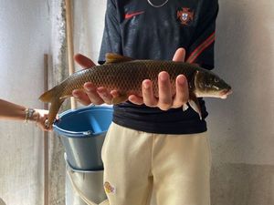 Barbel