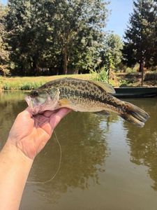 Largemouth Bass