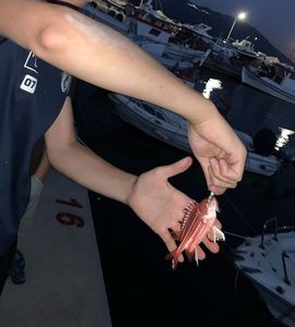Red Scorpionfish