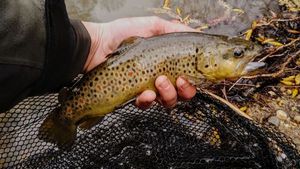 Brown Trout