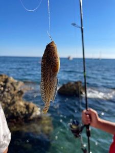 Giant Goby