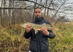 Northern Pike