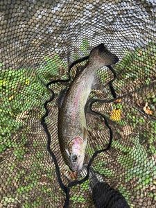 Rainbow Trout