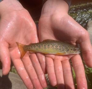 Brown Trout