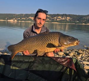 Common Carp