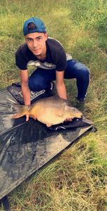 Common Carp