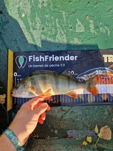 European Perch