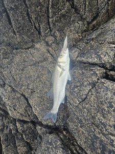 European Bass (Seabass)