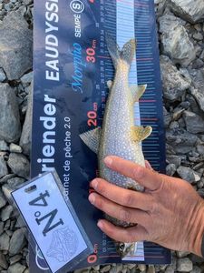 Lake Trout