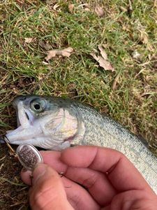 Rainbow Trout
