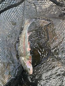Rainbow Trout