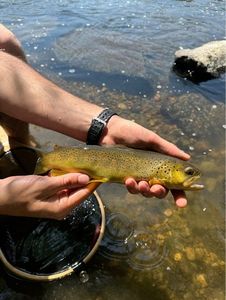 Brown Trout