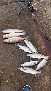 European Bass (Seabass)