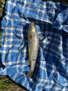 Brown Trout