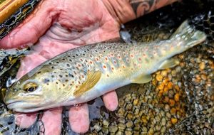 Brown Trout