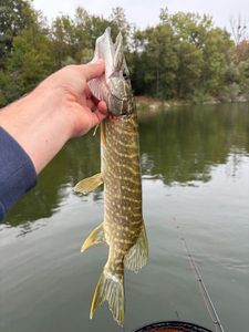 Northern Pike caught by Henri JOURNÉ