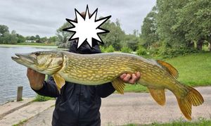 Northern Pike