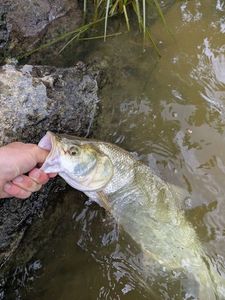 Asp