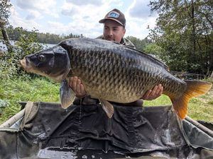 Common Carp