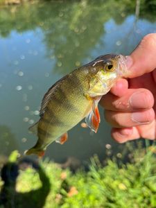 European Perch