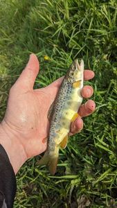 Brown Trout
