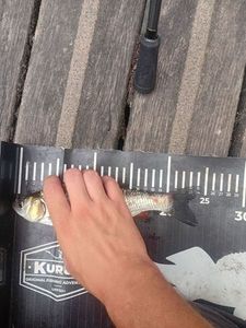 Chub
