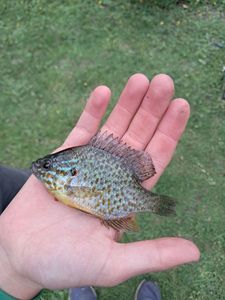 Green Sunfish