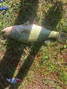Largemouth Bass