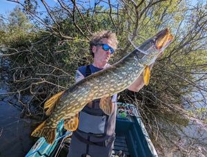 Northern Pike
